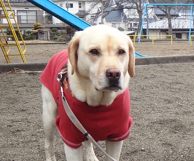 拾いものはメガネ