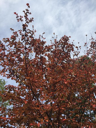 近所の紅葉02