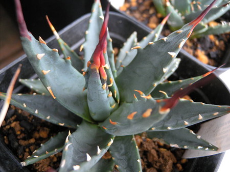Agave utahensis