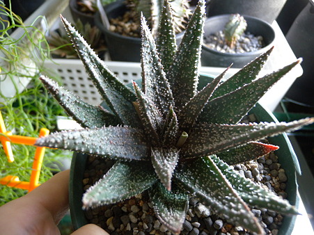 Aloe hybrid'Twilight Zone'