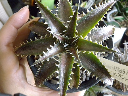Dyckya hybrid