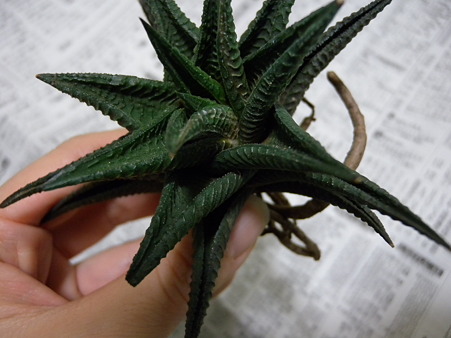 Haworthia limifolia