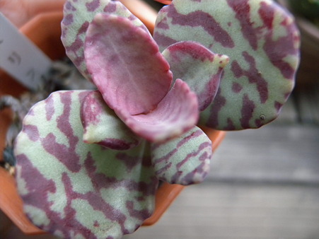 Kalanchoe Humilis