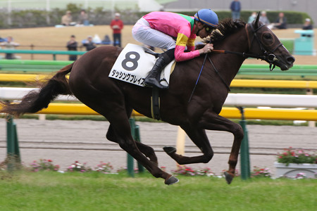 ダッシングブレイズ レース(14/11/08・新馬戦)