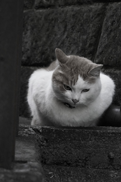 うずくまる猫 写真共有サイト フォト蔵