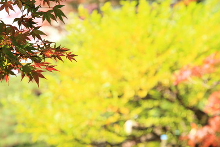 黄色も燃える！