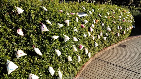 ひかりの実in ジョイナス(昼) (5)