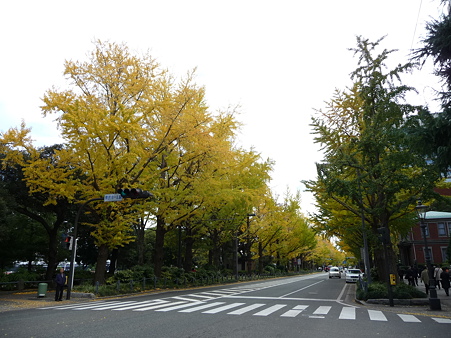 101119-紅葉 山下公園通り (16)
