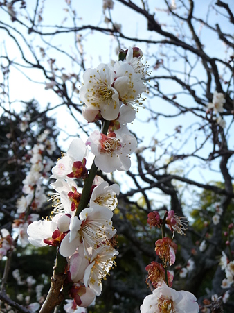 110225-浄明寺 (12)