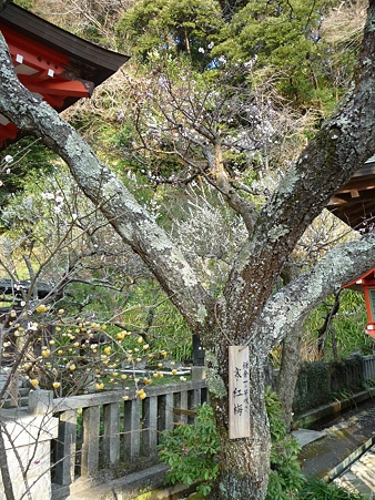 110308-荏柄天神 (13)