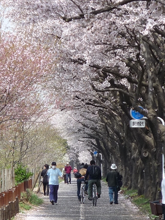 110411-海軍道路 (127)