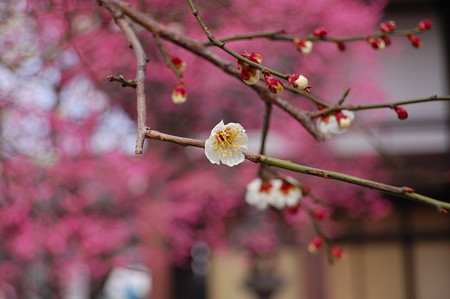 興正寺　梅