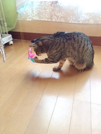 ’141226ルーム7ウィリー2