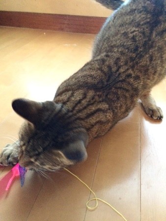 ’141226ルーム7ウィリー3