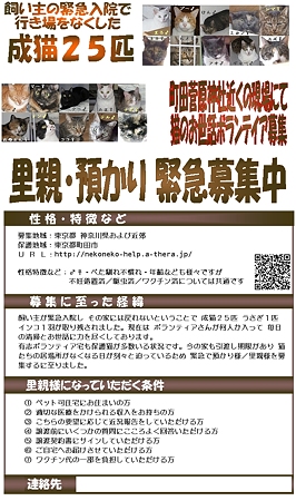 町田猫２５匹ボラ募集ポスター