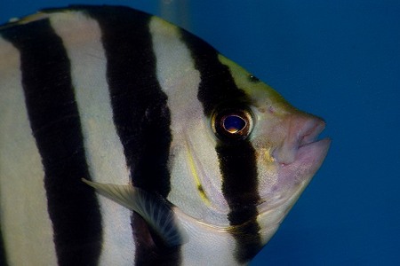 縦縞と横縞の魚は 雨釣の釣り日記 楽天ブログ