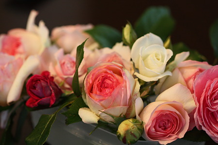 薔薇たち
