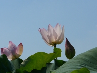 蓮
