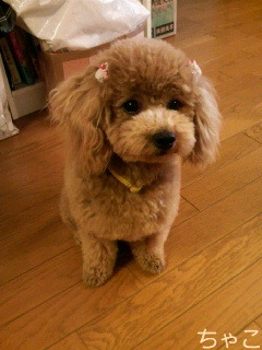ちゃこ