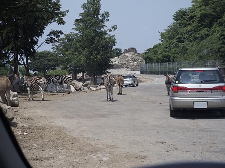 155の運転席から