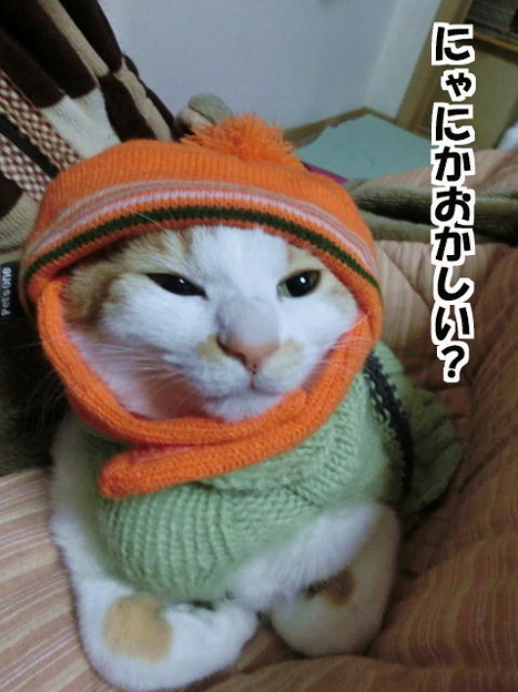 猫のくせにニット帽とセーター