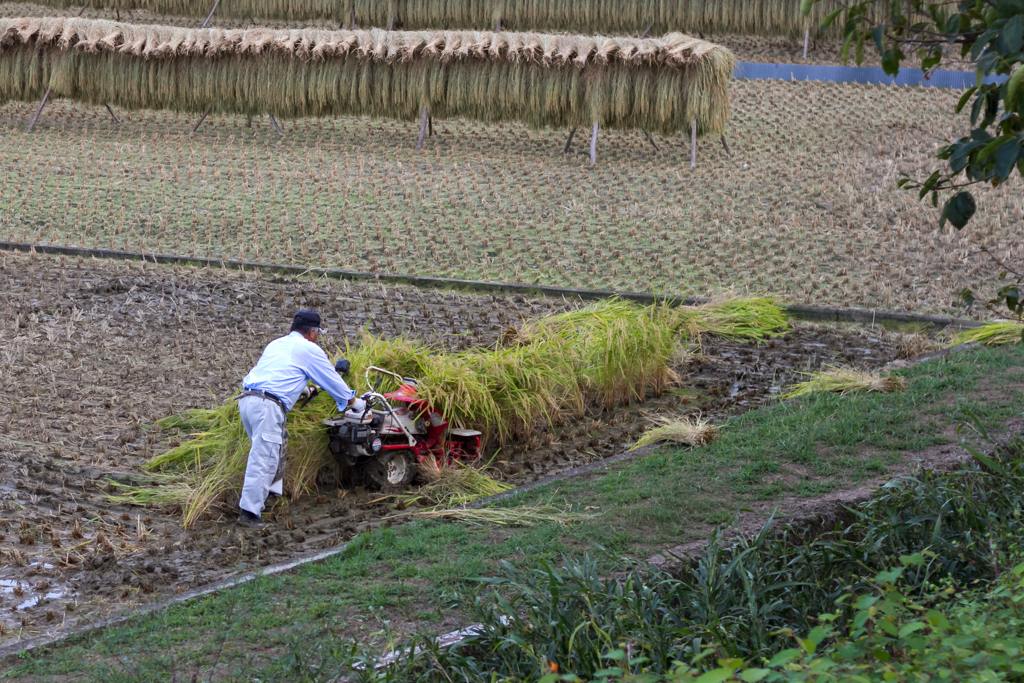 IMG_1106 写真: IMG_1106