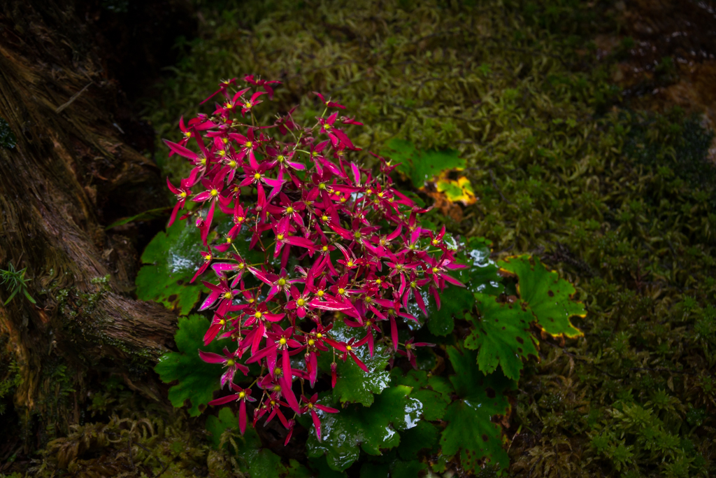 写真: IMG_3316