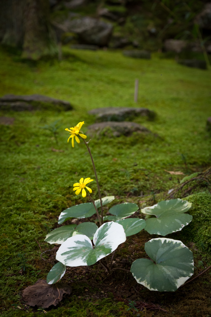 写真: IMG_3351