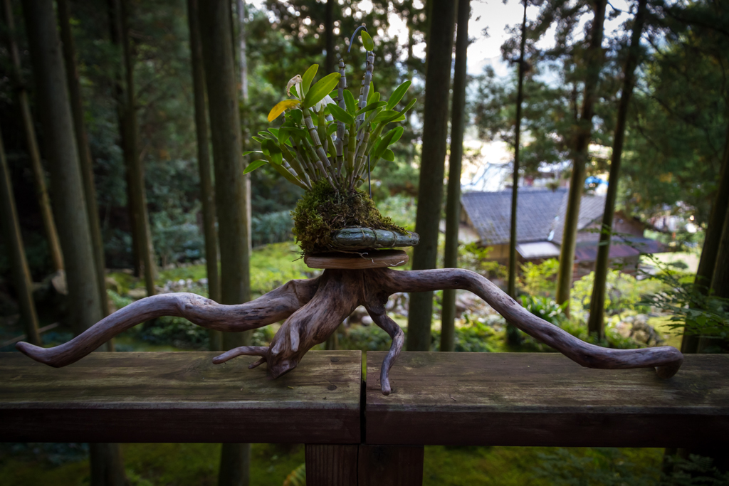 写真: IMG_3420