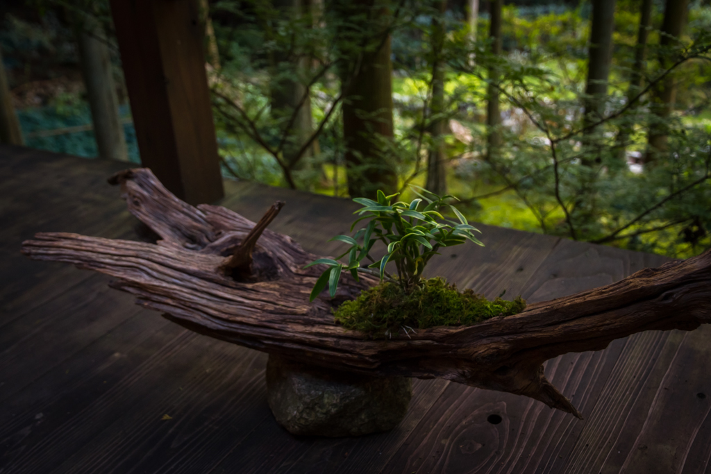 写真: IMG_3426