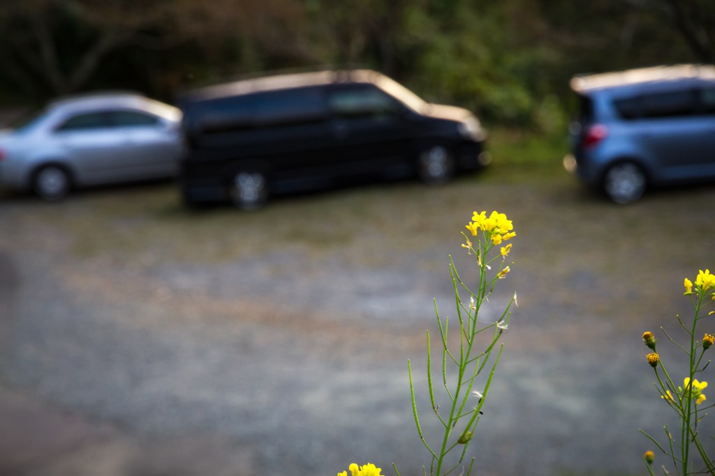写真: IMG_3524