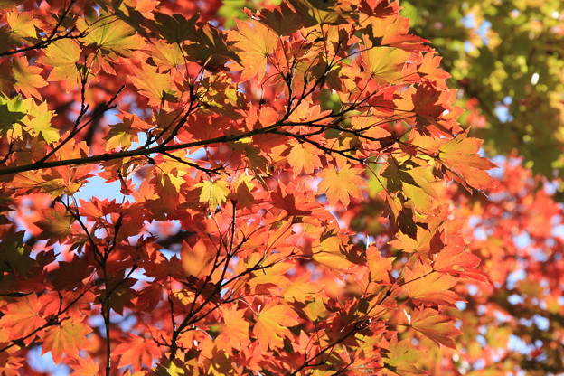 日本庭園の紅葉１