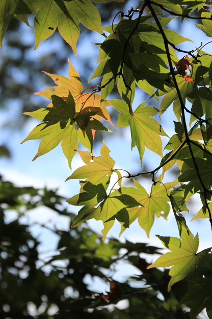 日本庭園の紅葉３