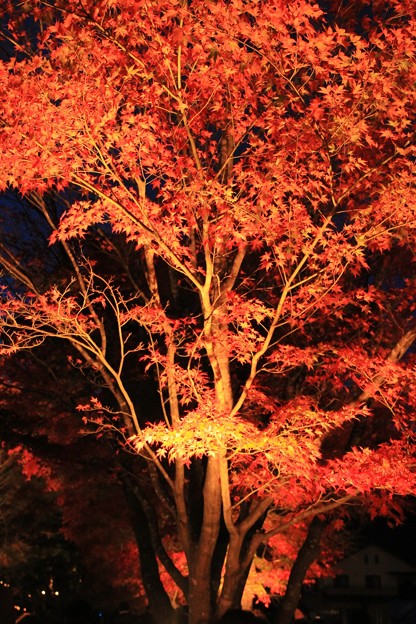 2014富士河口湖紅葉祭り１９