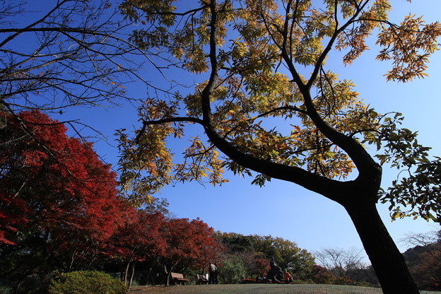 源氏山公園の秋