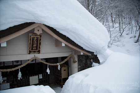 今年も埋もれてます。