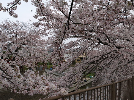恩田川13