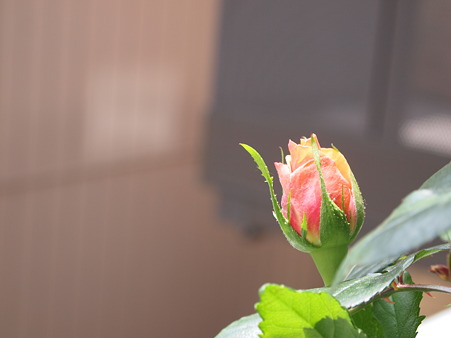 2011年最初の蕾　パティオヒット　ミネリ