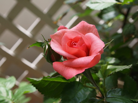 2011年5月　パロミーナ　ピンクブレンドの開花