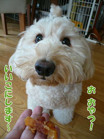 100914 くーかい of the day 1