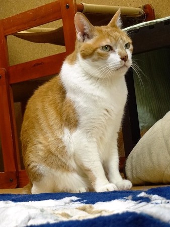 あつし「でもやっぱり、イジメっこのいないところで暮らしたいなぁ」