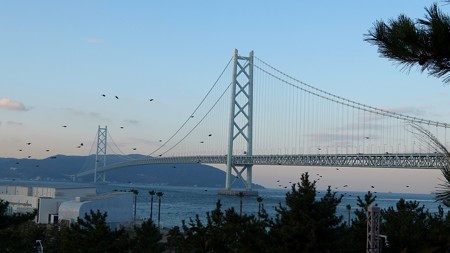 明石海峡大橋14 鳥の群れ 立つ