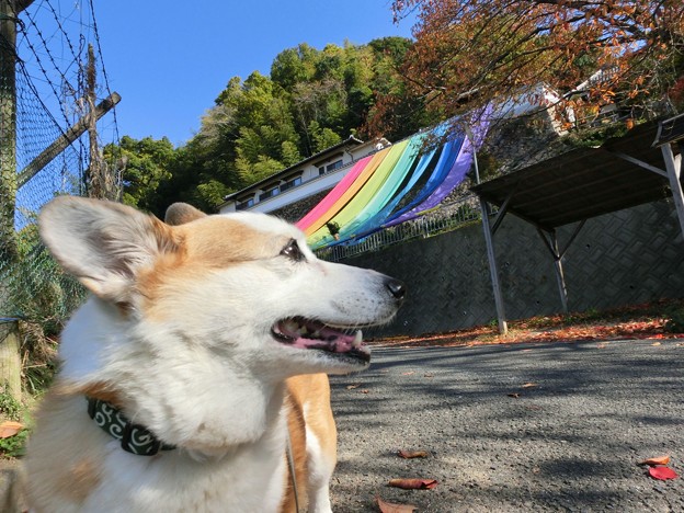ナナ
