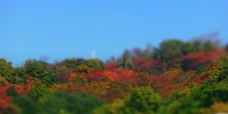 紅葉