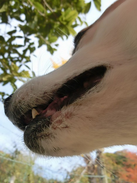 ナナ