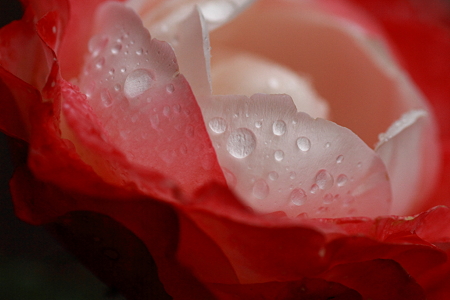 rainy rose_5481