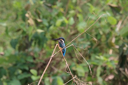 2011.09.27　和泉川　カワセミ　狩