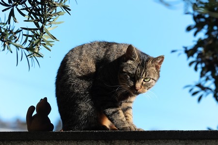 2015.01.03　追分市民の森　門柱の猫