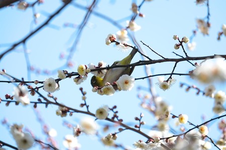 2015.02.06　和泉川　梅にメジロ　花粉