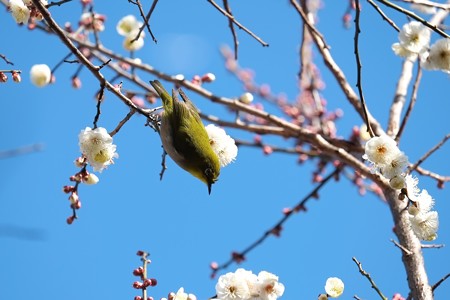 2015.02.06　和泉川　梅にメジロ